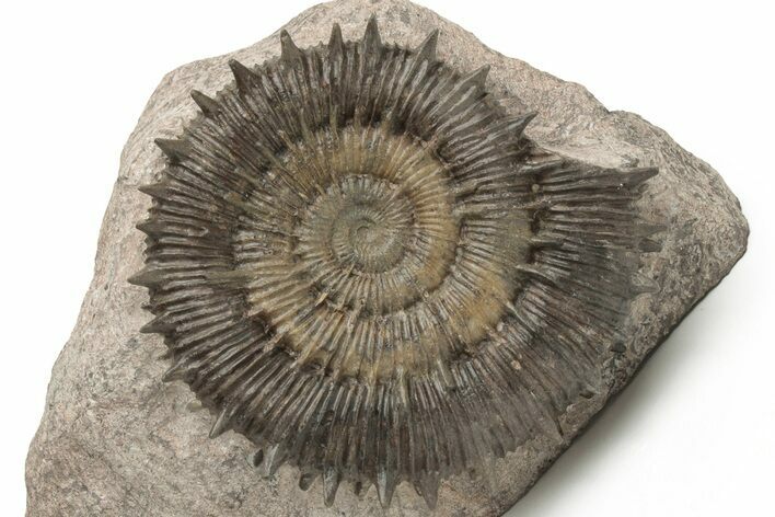 Toarcian Spiny Ammonite (Porpoceras) Fossil - France #228171